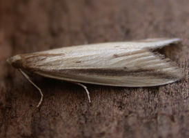 Donacaula melinellus